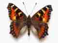 Aglais urticae (Small tortoiseshell aberration devon) Internet Image property of respective owner, non-commercial use only